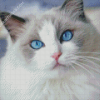 Cat With Blue Eyes Diamond Painting