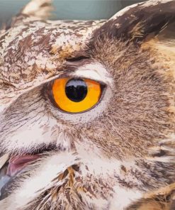 Close Up Fierce Owl Diamond Painting