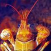 Close Up Golden Crayfish Diamond Painting