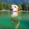 Dog Swimming In Water Diamond Painting
