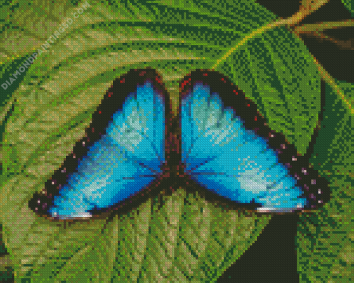 Teal Butterfly Diamond Painting