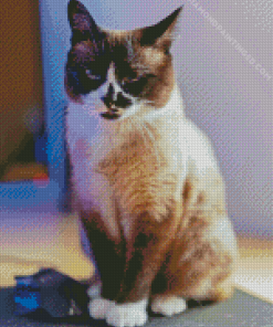 Snowshoe Cat Diamond Painting