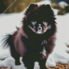 Black Pomeranian in Snow Diamond Painting