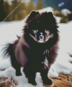 Black Pomeranian in Snow Diamond Painting