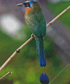 Motmot Bird Diamond Painting