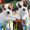 Parson Russell Terrier Diamond Painting