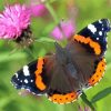 Red Admiral Butterfly Diamond Painting