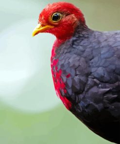 Crimson Headed Partridge Diamond Painting