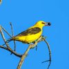 Golden Oriole Diamond Painting