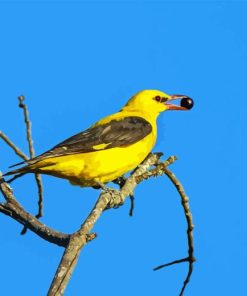 Golden Oriole Diamond Painting