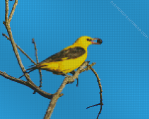 Golden Oriole Diamond Painting