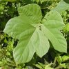 Kudzu Diamond Painting