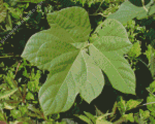 Kudzu Diamond Painting