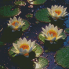 White Water Lilies Diamond Painting