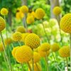 Billy Buttons Diamond Painting