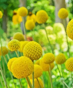 Billy Buttons Diamond Painting