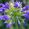 Agapanthus Diamond Painting