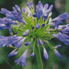 Agapanthus Diamond Painting