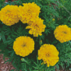 Tagetes Erecta Plant Diamond Painting