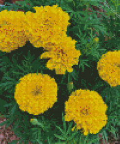 Tagetes Erecta Plant Diamond Painting